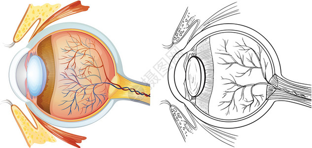 眼睛解剖幼儿园神经图表学校器官单词卡通片瞳孔视网膜教育背景图片