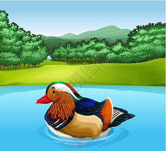 蜜桔卡通片丛林游泳环境野生动物生物森林翅膀墙纸动物背景图片