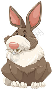 兔子兔白色牙齿墙纸卡通片野兔剪贴毛皮哺乳动物动物卡片背景图片