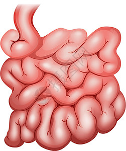 肠木板墙纸女性女士医疗男人肠子男性科学器官背景图片