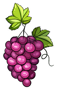 一串葡萄薰衣草紫色葡萄干沙拉植物绘画食物果汁叶子树叶插画