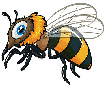简单的飞行蜜蜂在惠特背景图片