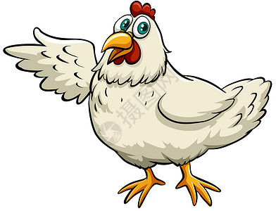 鸡飞一只小鸡羽毛俚语生计绘画白色动物农业家禽母鸡翅膀插画