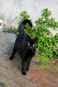 像家畜一样的可爱美小猫肖像猫科卡片怜悯孤独猫咪眼睛毛皮食肉动物工作室关心高清图片素材