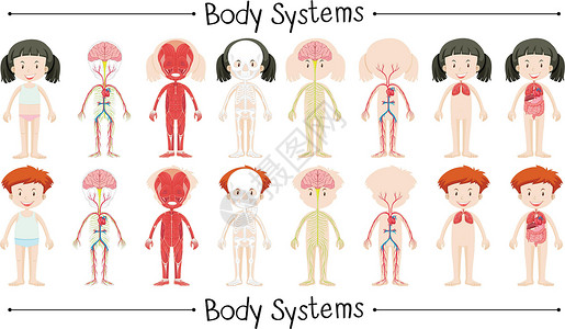X光人体男孩和女孩的身体系统器官学生卡通片解剖学瞳孔生物学小路人体童年图表插画
