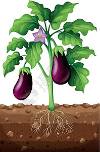 茄子树树上的茄子低热量地面植物剪裁艺术小路夹子食物绘画花园插画