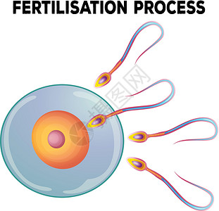 精子和卵子合子细胞白色的图片素材