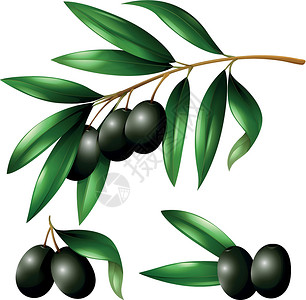 树枝上的黑橄榄食物热带插图艺术树叶绘画水果营养绿色卡通片健康高清图片素材