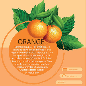 信息图表设计与新鲜的橙色夹子高清图片素材