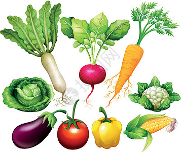 各种蔬菜艺术剪裁玉米插图茄子菜花白萝卜食物低热量白色背景图片
