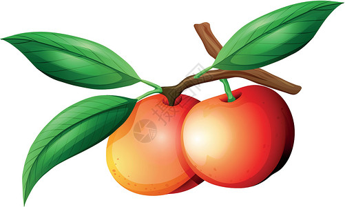 三片桃树叶树枝上的油桃插画