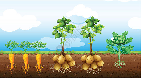 发芽土豆远处种着许多蔬菜插画