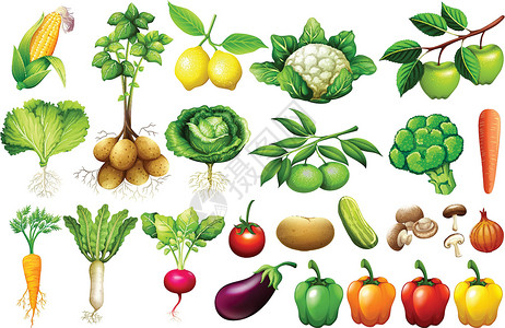 土豆烧肉各种蔬菜剪裁洋葱土豆收藏绘画饮食低热量插图夹子玉米设计图片