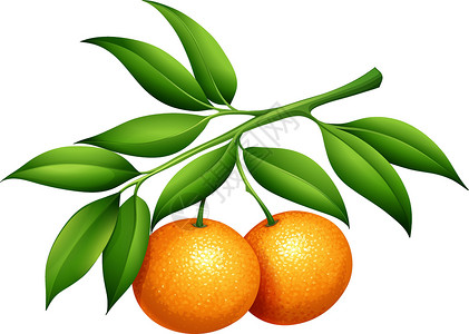 甜橘子带茎和叶子的橘子设计图片