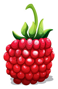 树莓与华夫饼新鲜覆盆子与绿色 ste白色插图低热量绘画叶子营养烹饪饮食食物剪裁设计图片