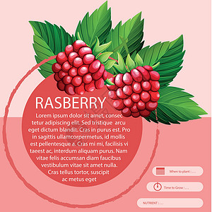 Rasberry 和文字设计树叶高清图片素材