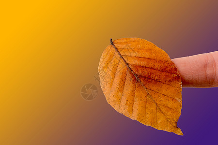 手握着白色背景的干枯秋叶棕色叶子黄色干叶植物水彩树叶季节背景图片