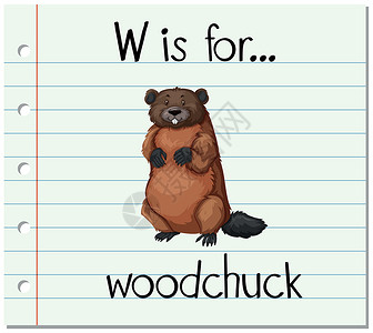 抽认卡字母 W 用于 woodchuc土拨鼠拼写野生动物写作阅读字体动物插图哺乳动物艺术背景图片