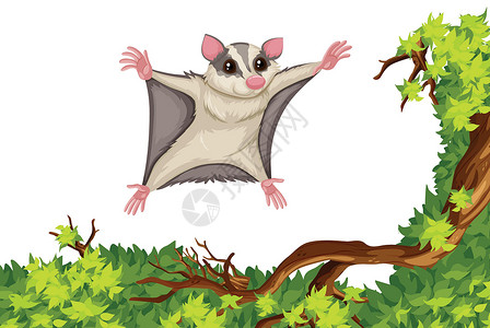 鼯鼠飞过树树叶飞鼠高清图片
