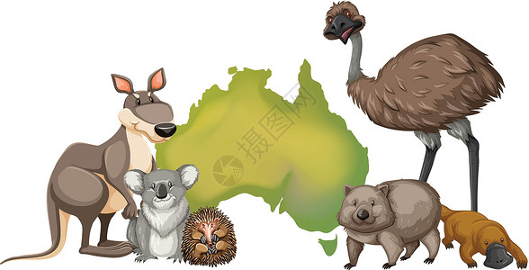 澳大利亚的野生动物高清图片