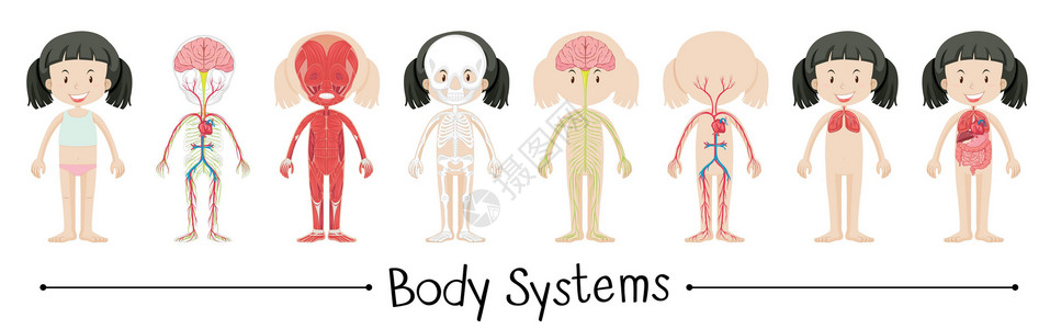 X光人体人类女孩的身体系统插画