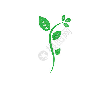 薄荷叶插图矢量模板枫树植物迷迭香树叶绿色芳香草本草本植物叶子草药背景图片