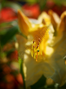 黄花罗多登德伦灌木 美丽的开花花坛季节金银花花粉叶子植物群生长植物学花序植物花期高清图片素材