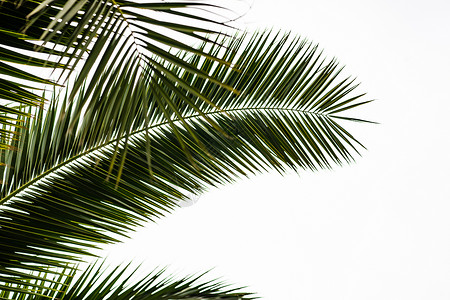 棕榈树叶作为夏季背景植物热带背景图片