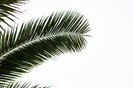 棕榈树叶作为夏季背景植物热带背景图片