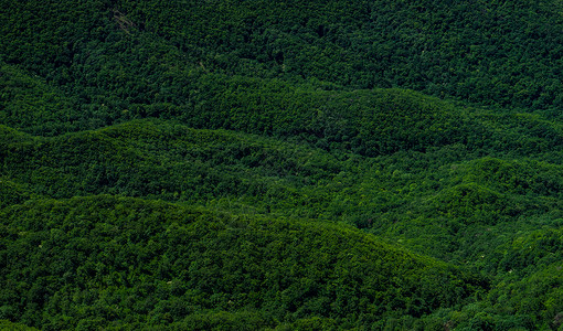 具有野林的夏季背景木头植物群绿色森林小城场地荒野草地乡村背景图片