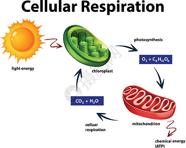 叶绿体显示细胞呼吸的图表设计图片