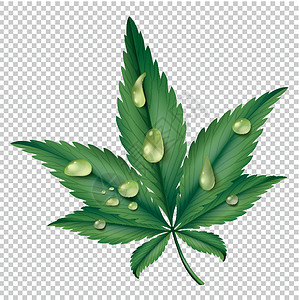 绿叶 加上水滴绘画植物热带夹子小路木头森林插图剪裁树叶背景图片