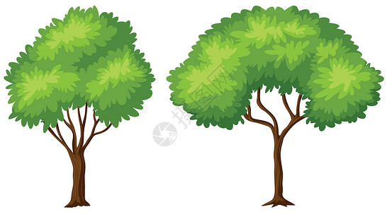 两种不同形状的树背景图片