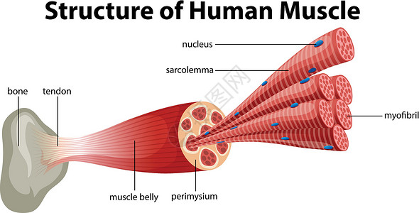 肌原纤维人体肌肉结构夹子肌束纤维科学器官绘画艺术肌腱插图身体设计图片