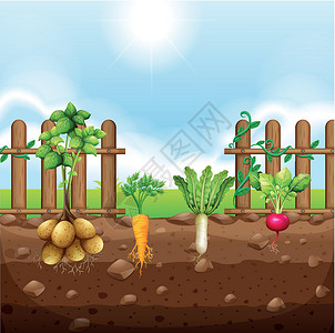 根菜类蔬菜一套根菜类土豆植物营养插图食物白萝卜农场农业绘画叶子插画