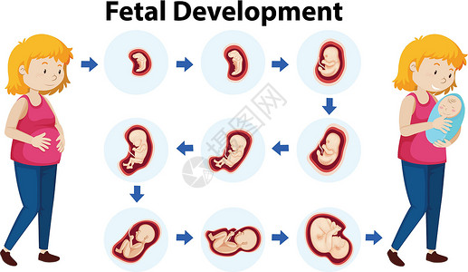 子宫婴儿胎儿发育的载体设计图片