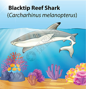 黑鳍鲨黑鳍礁鲨插画
