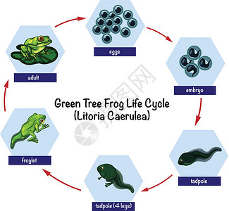 绿树蛙生命周期蝌蚪老师教育环境生活孩子绘画科学艺术插图设计图片