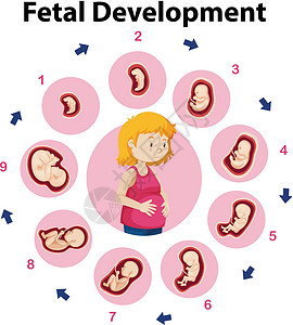 胎儿发育教育海报背景图片