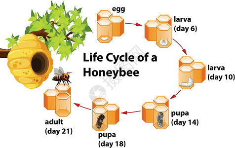 蛹蜜蜂的生命周期绘画幼虫夹子剪贴蜂蜜动物蜂窝科学成人黄色插画