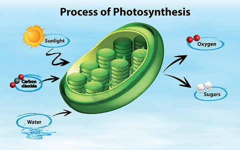 叶绿体显示光合作用过程的图表夹子海报生活意义插图生长艺术阳光细胞生物设计图片