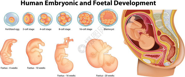 子宫婴儿显示人类胚胎和胎儿发育的图表设计图片