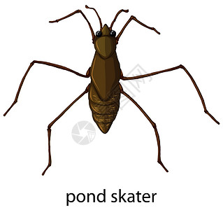 蚂蚁带字素材池塘滑冰昆虫字卡插画