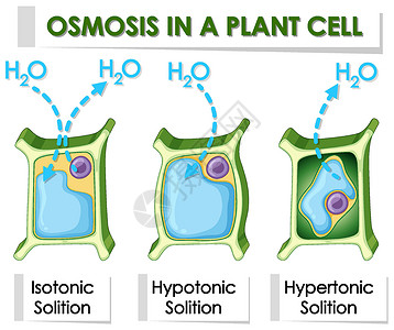 显示植物细胞渗透作用的图表绘画环境艺术品生物化学学习艺术光合作用插图活力插画