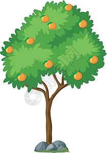 白色背景上孤立的橙树背景图片