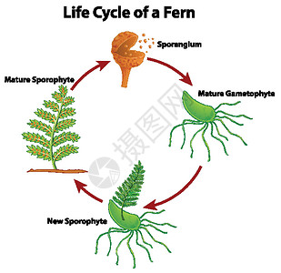 孢子生物素材植物环境高清图片