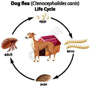 幼虫白色背景上的狗跳蚤生命周期设计图片
