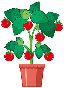 生长在 po 的红番茄背景图片