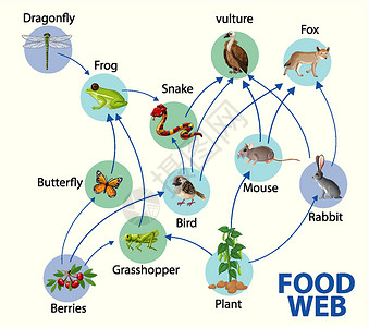 生活水平食物链图概念科学哺乳动物思维导图森林动物狐狸图表制作人丛林飞行插画