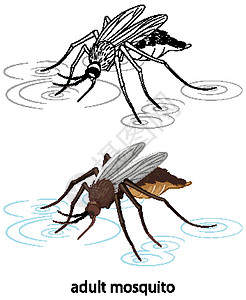 彩色蚊子和白色背景上的涂鸦艺术科学环境疟疾危险动物群生物学甲虫生物异国小路高清图片素材